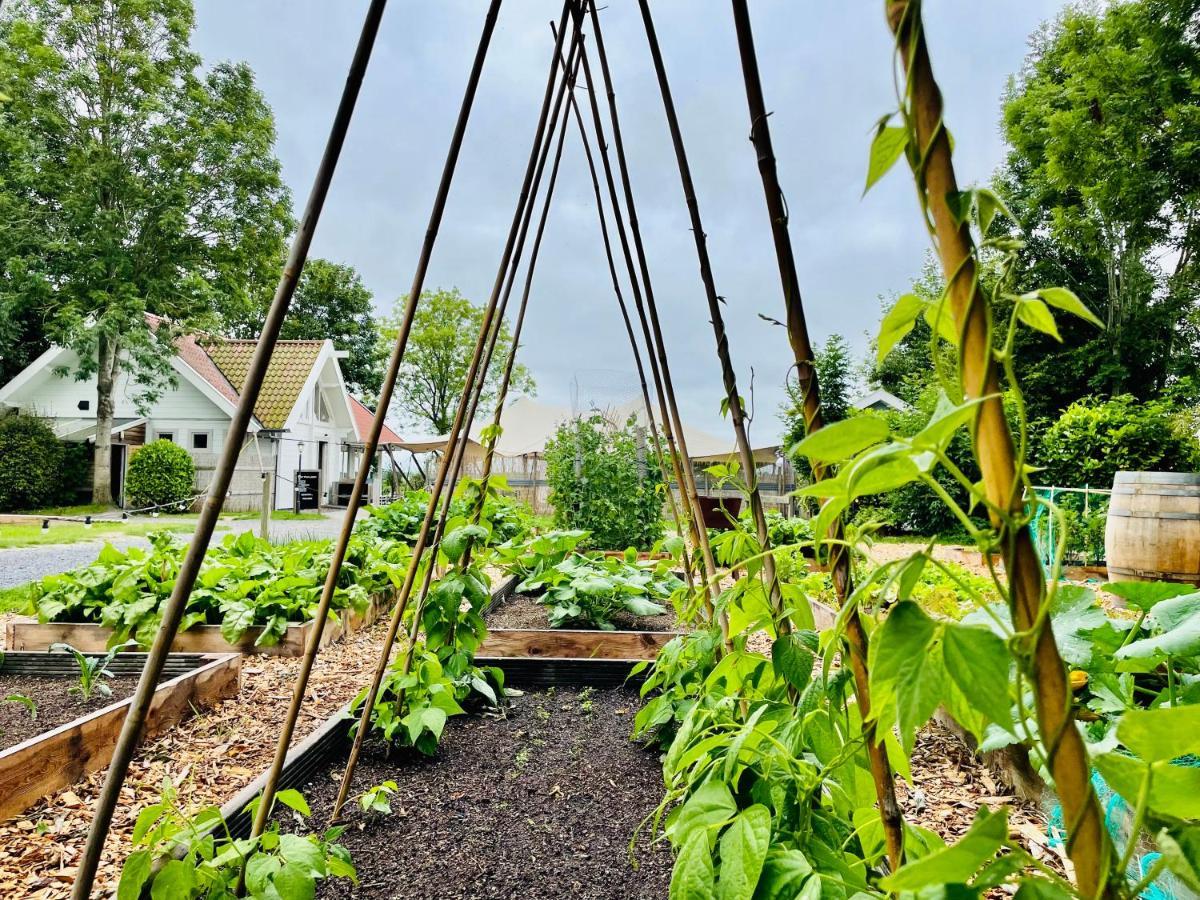 Boomhuis Met Optioneel Wellness - De Schreiershoek Dokkum